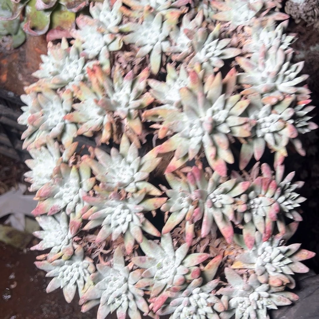 5825微瑕福利哈哈哈哈