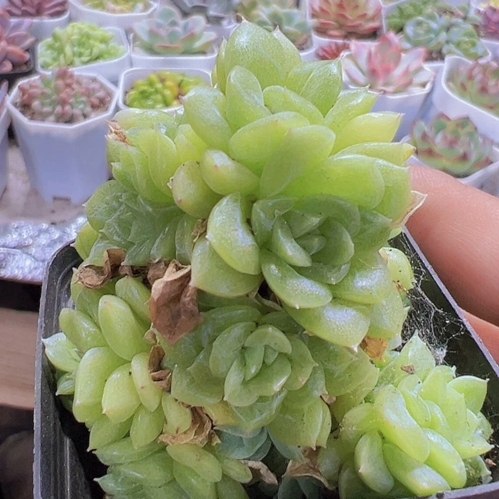 翡翠麦秆19包邮多诶植物