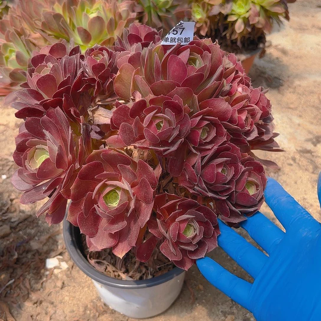 红玫瑰老庄的植物157