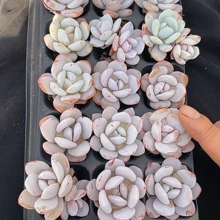 64 多肉植物盆栽花卉盆栽