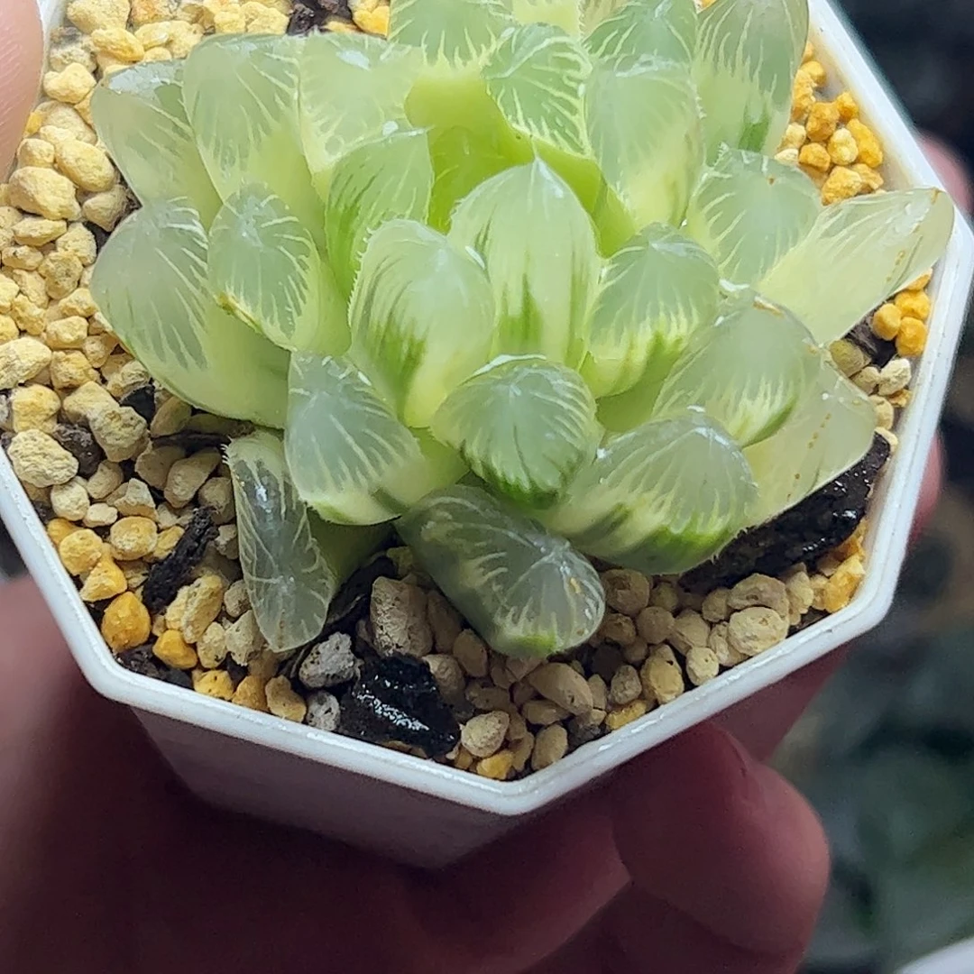 糊斑别系锦十二卷