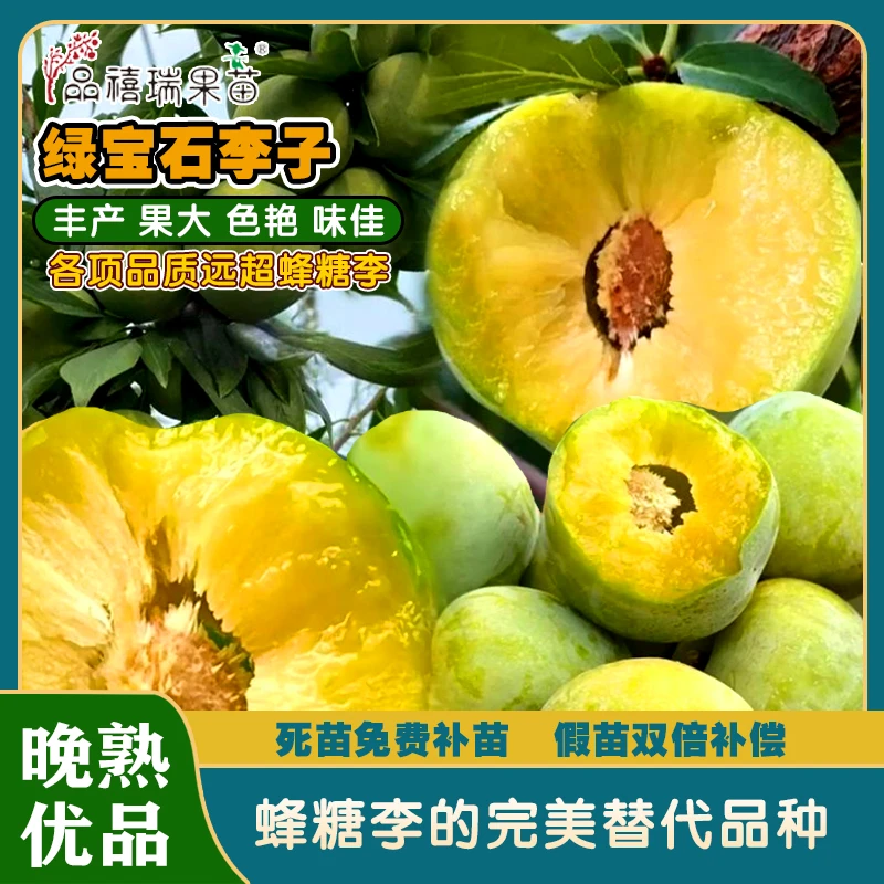 绿宝石脆李/红秋王李/金色桃李/黄香槟李/推荐四个李子品种果苗