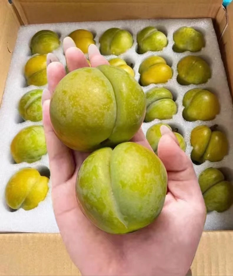 贵州正宗蜂糖李脱骨脆甜多汁新鲜现摘现发时令水果李子