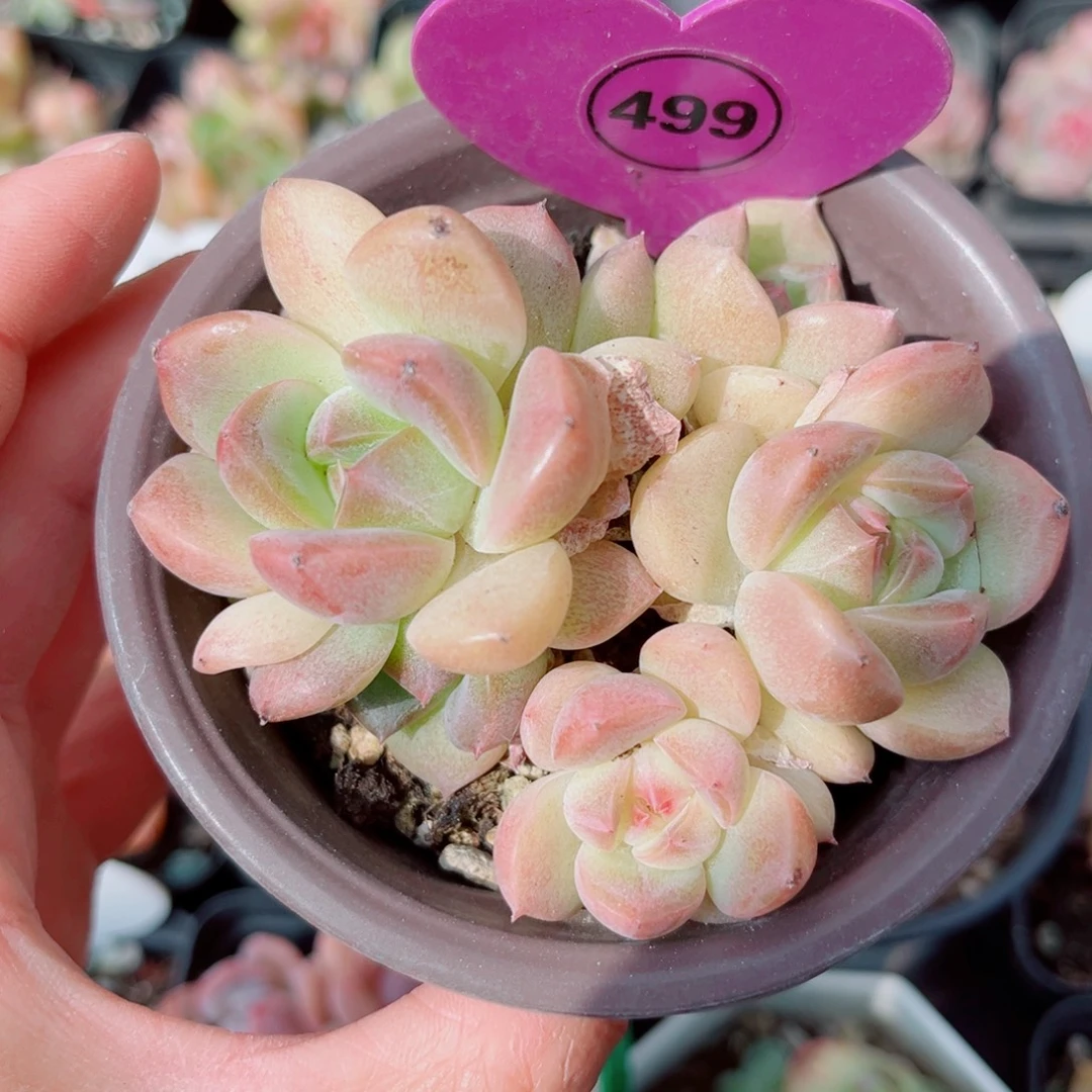 499号小老桩珍妮群