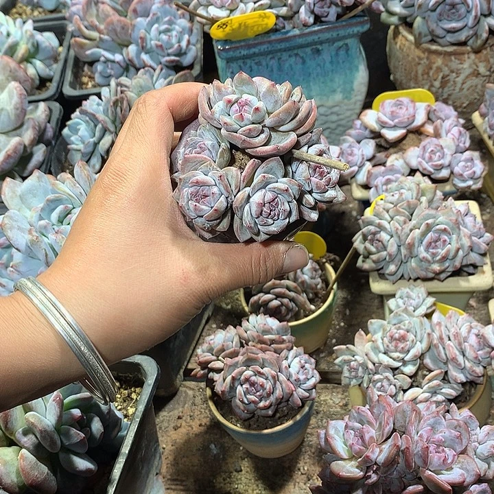 哈哈哈哈哈哈哈哈12