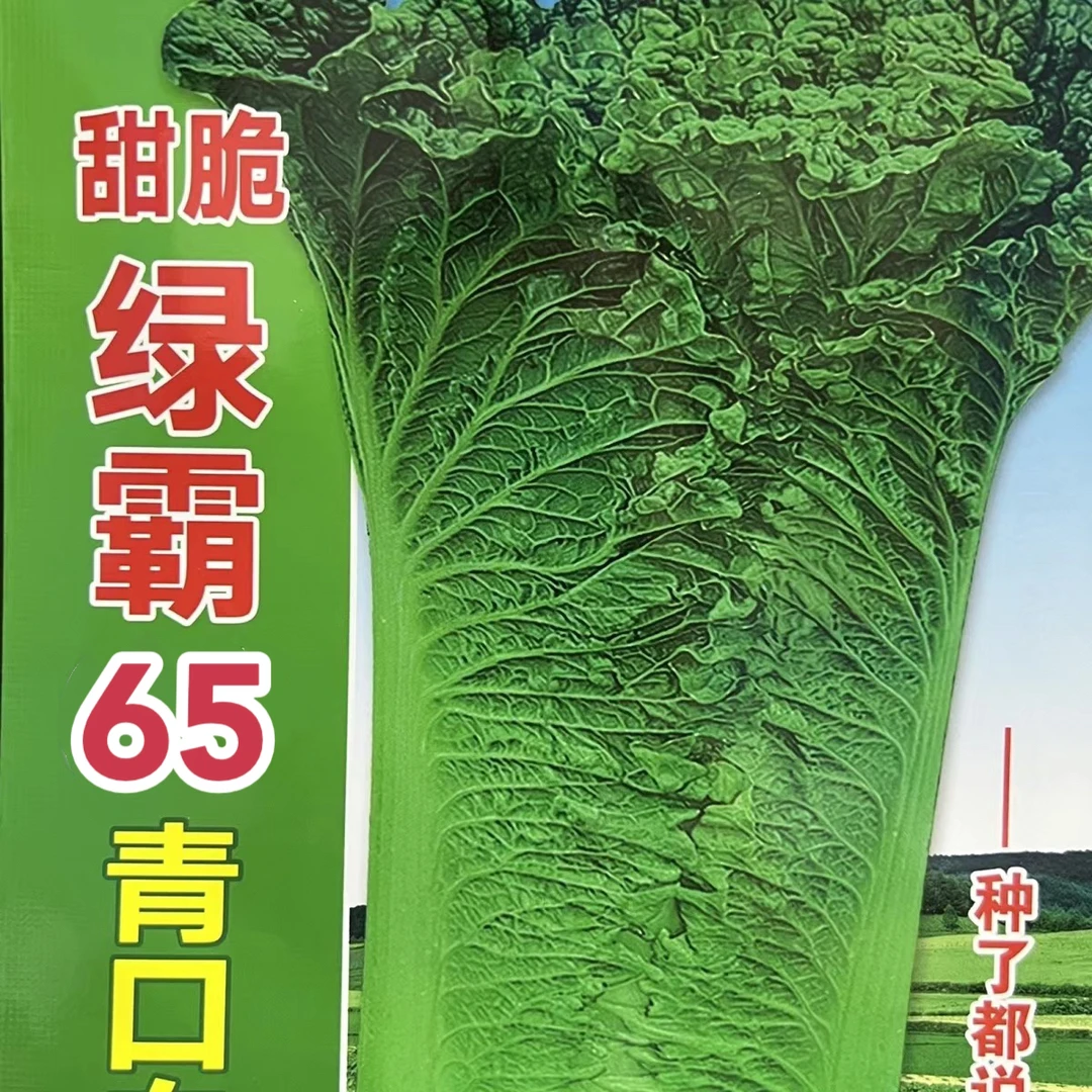 天津青麻叶大白菜种子直筒青口白种籽绿白菜高桩高产农家蔬菜种孑