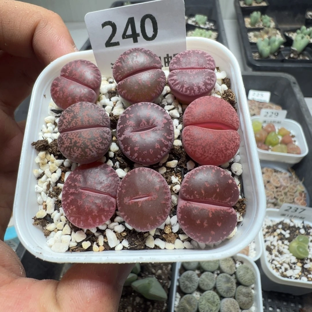 【闪购商品】 240。