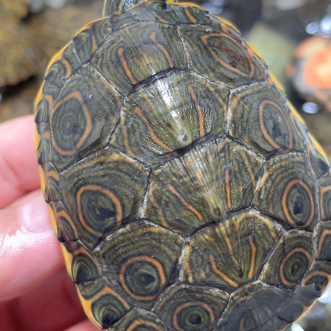 宠物龟不分公母7.1