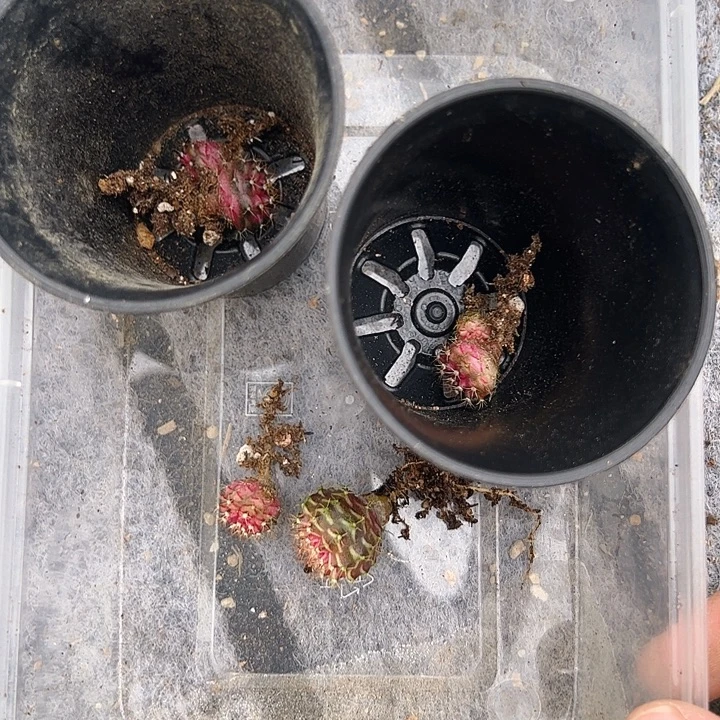 悠***然当前无花栽培后可以开花738
