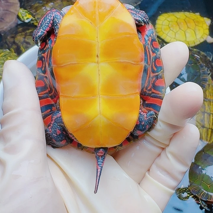 R***主绿毛龟母22222222222