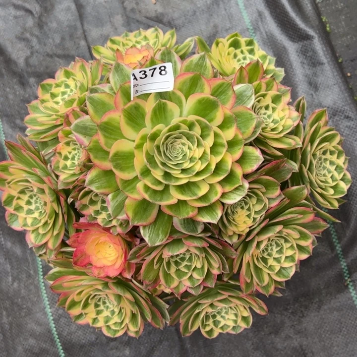 378海鲜30厘米左右