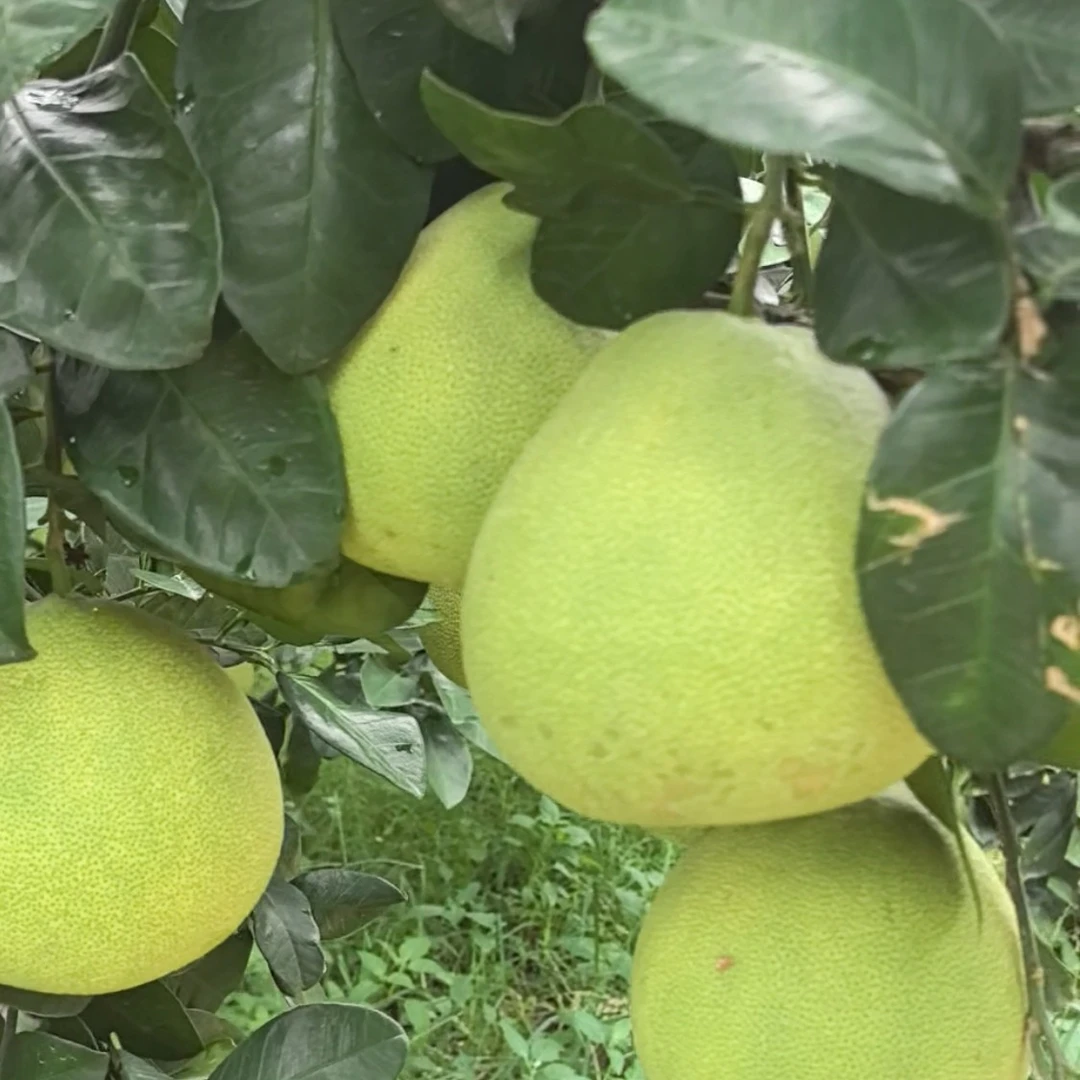 正宗仙游度尾老树红心文旦柚，当季新鲜采摘，孕妇小孩健康水果