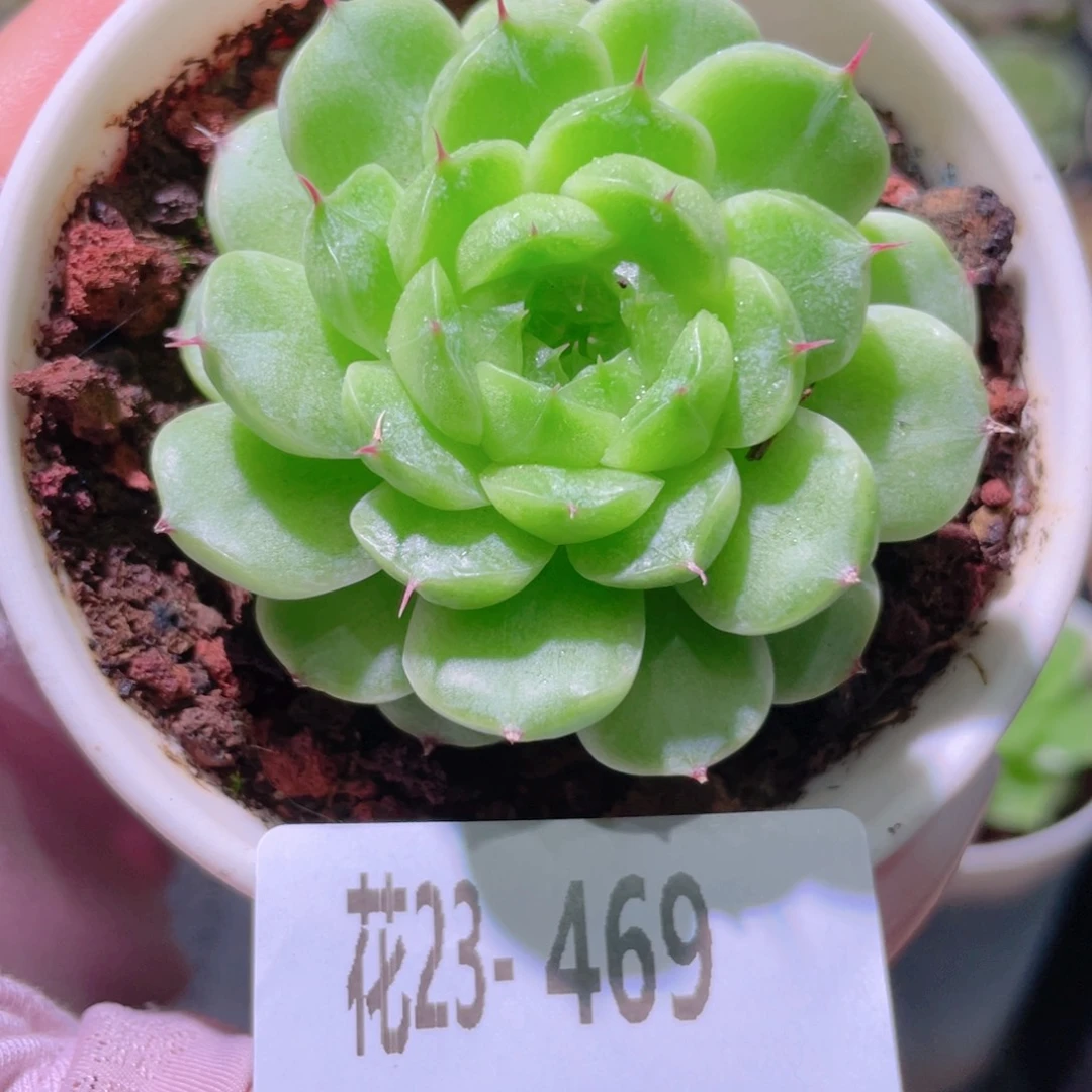 花利美23-469海王