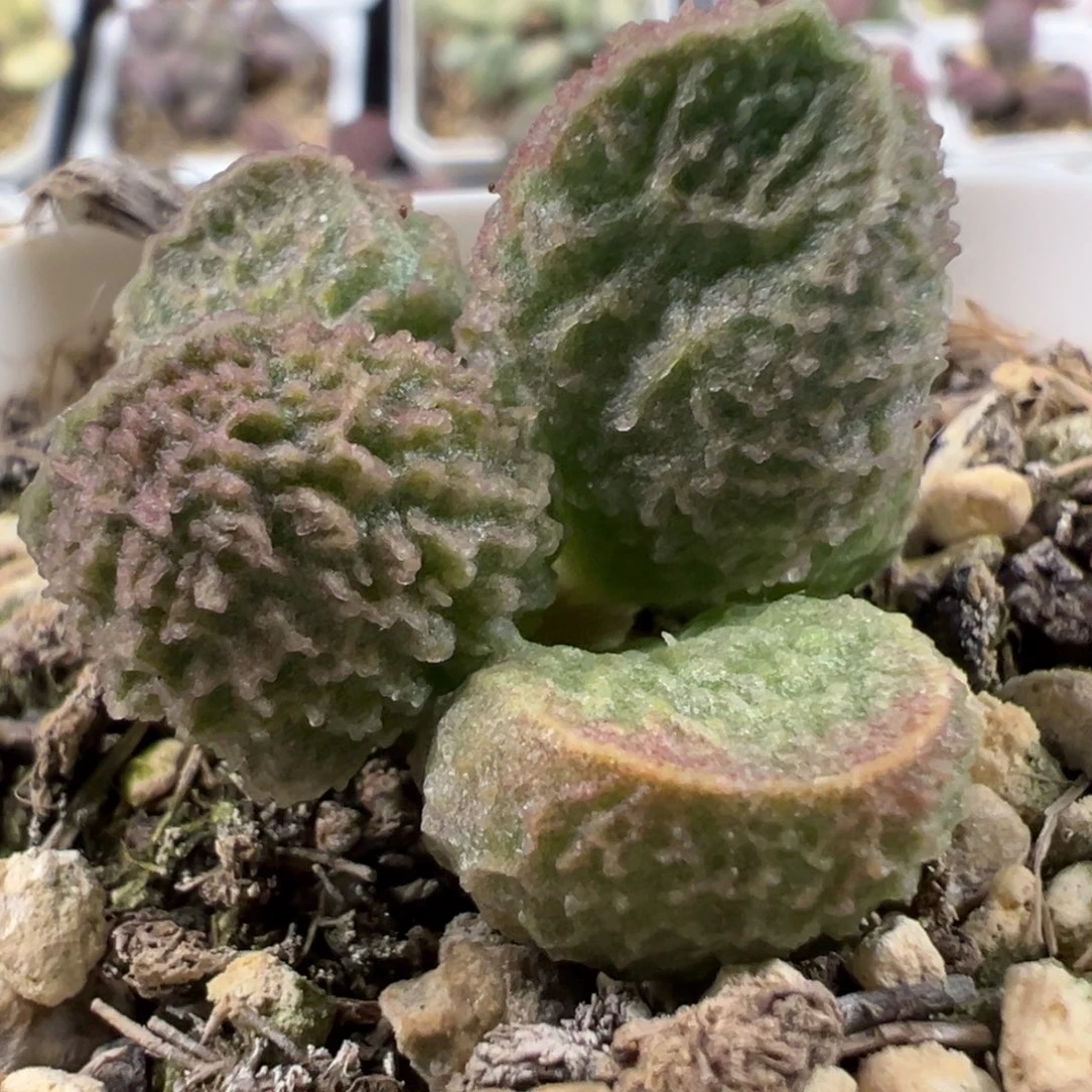 实生新品多肉植物水泡多肉植物