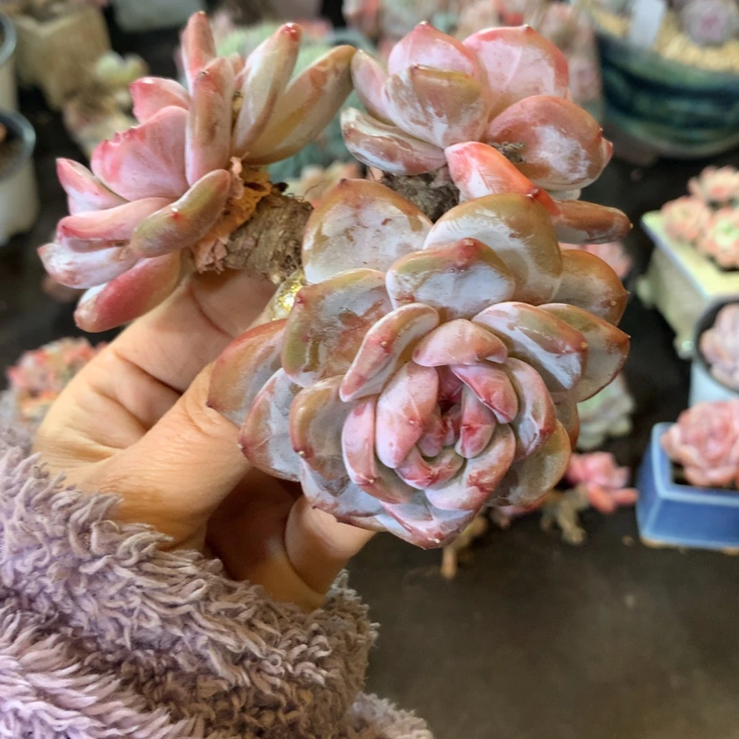 石榴籽哈哈哈哈哈哈哈哈哈