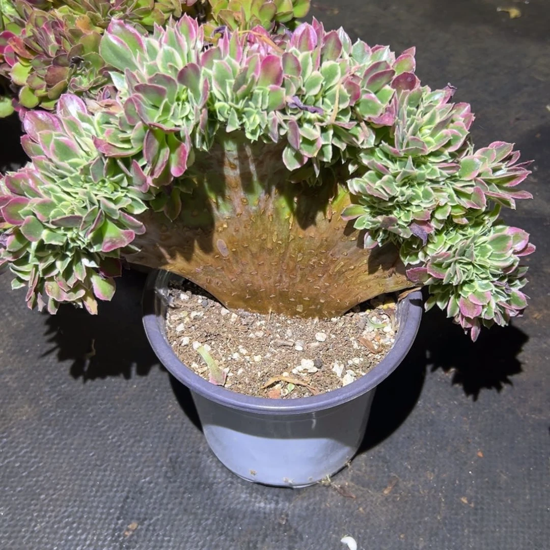 白凤整版老桩厚板