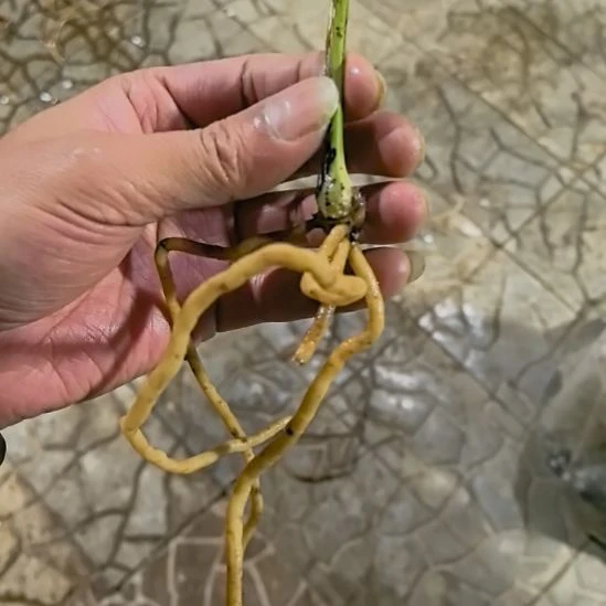 完全开放凤冠老头