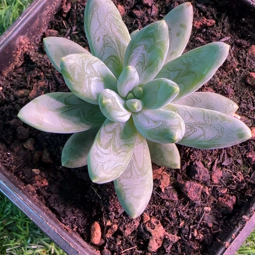 李*萬阿帝斯托多肉植物