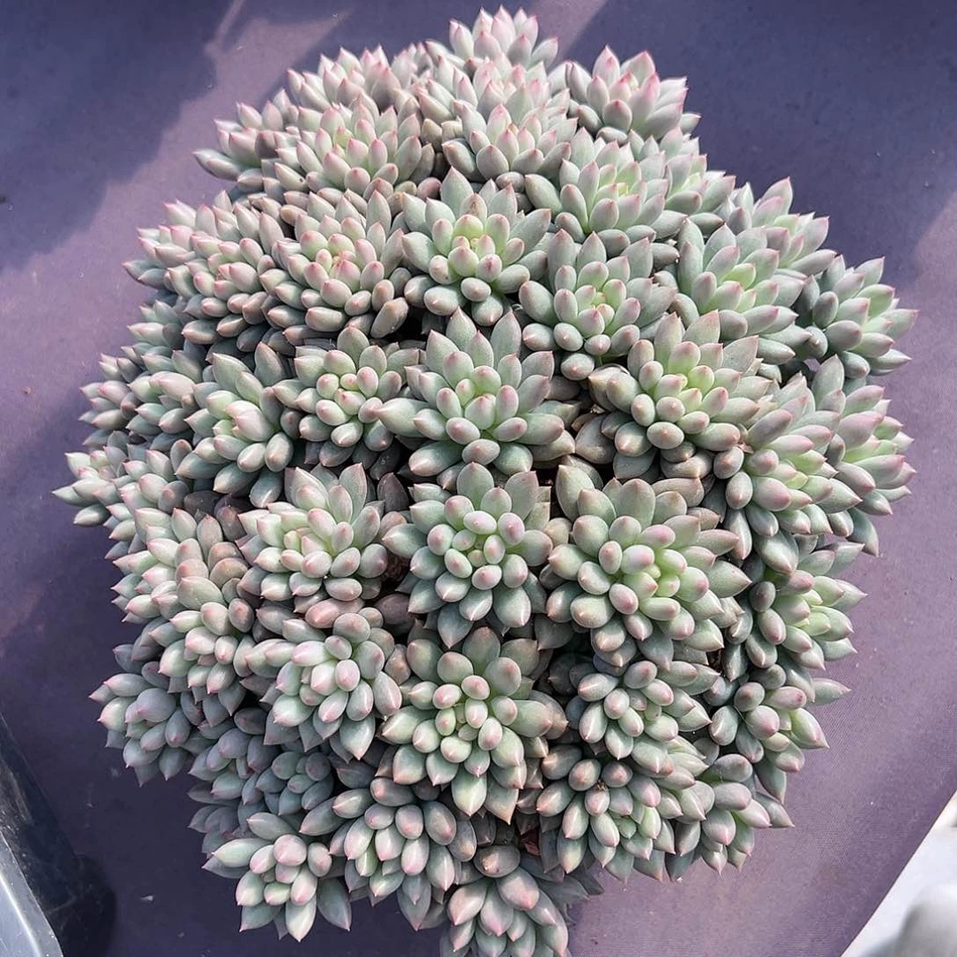 【闪购商品】岩子大群全平头