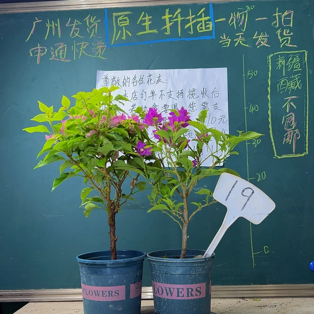 当前无花栽培后可以开花 炸 粉狐狸 紫狐狸 19