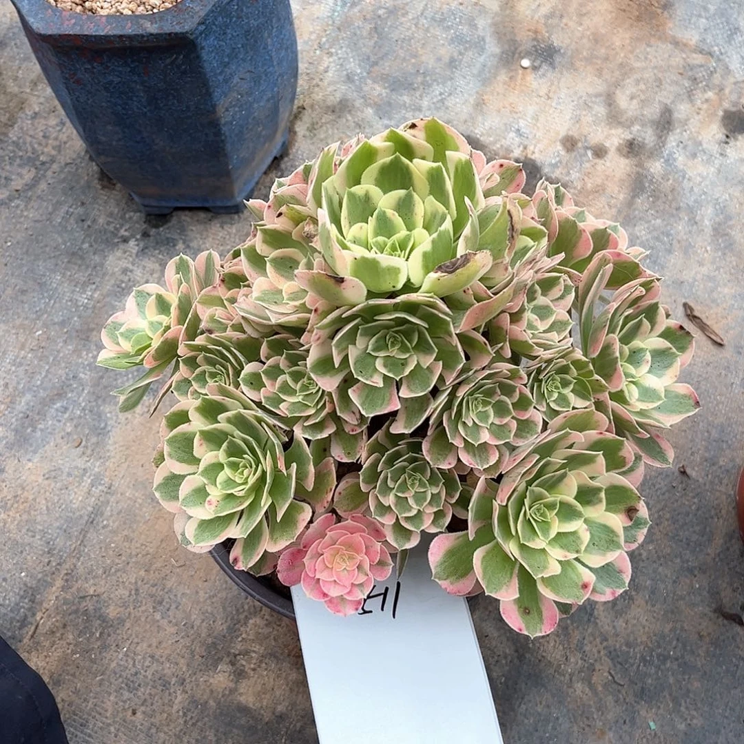 多肉植物511号多肉植物
