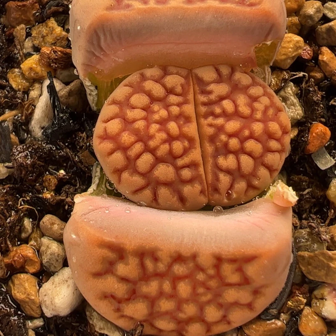 081多肉植物百科