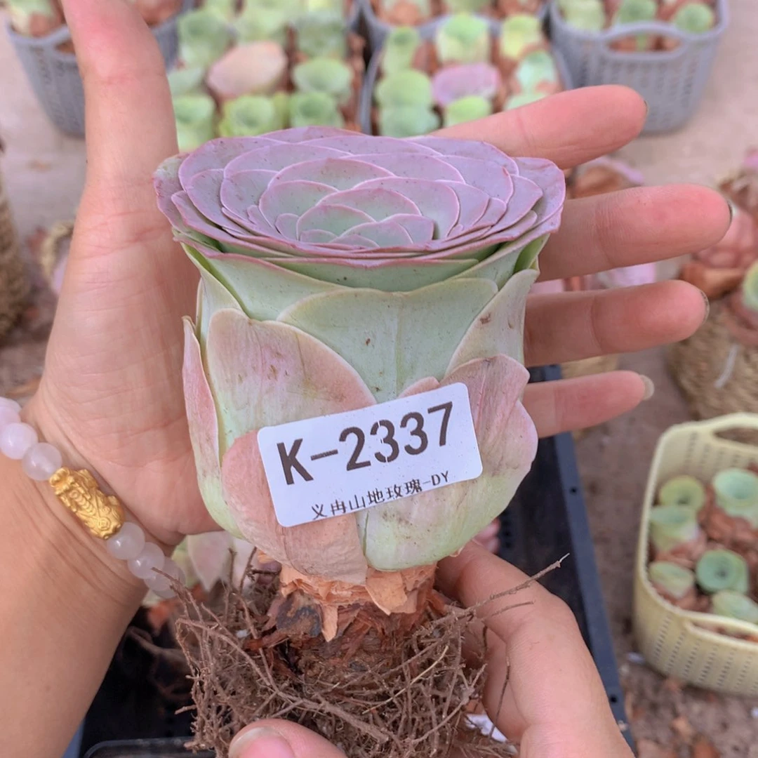 2337巨无霸老桩子g b b n