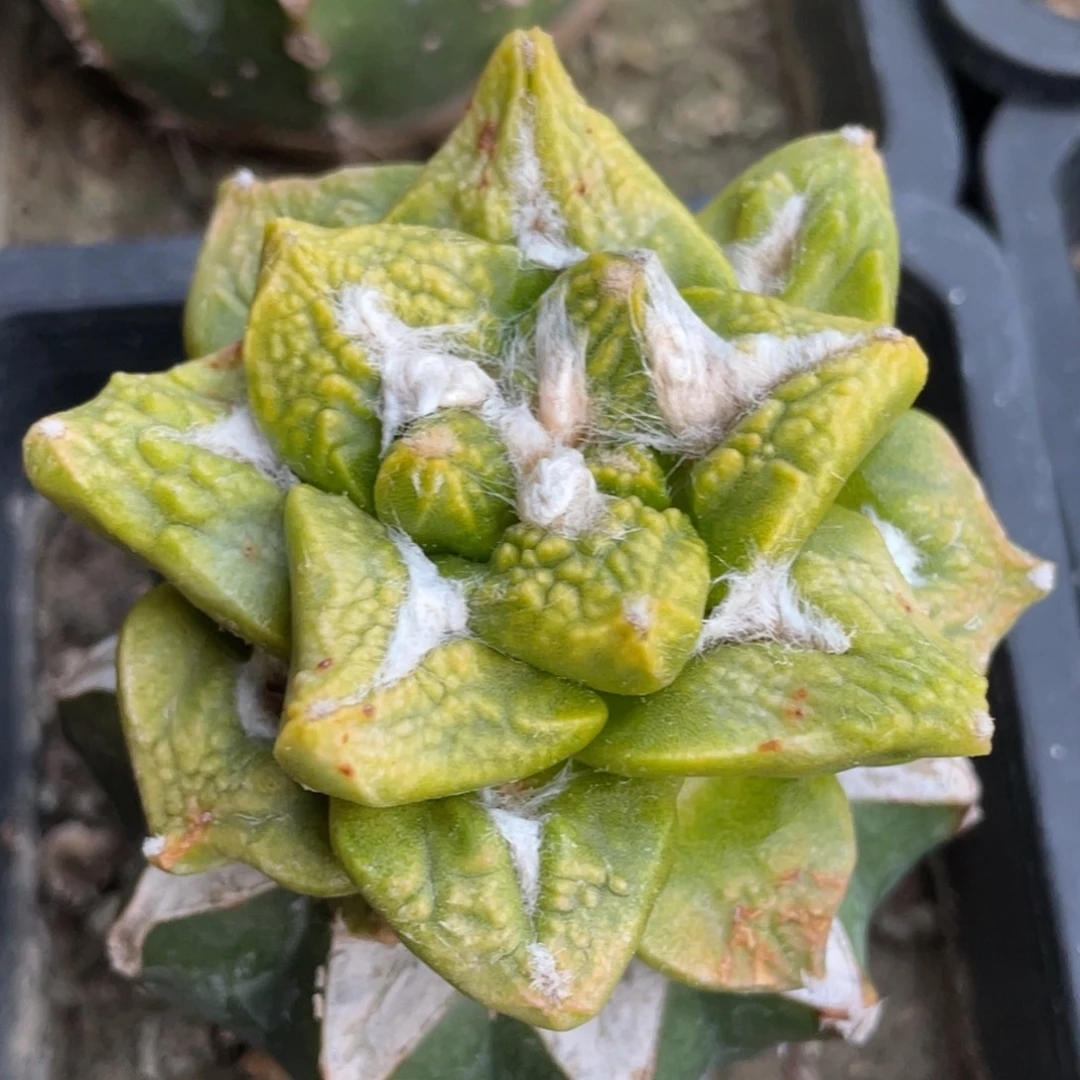 无花朵牡丹锦017 仙人球