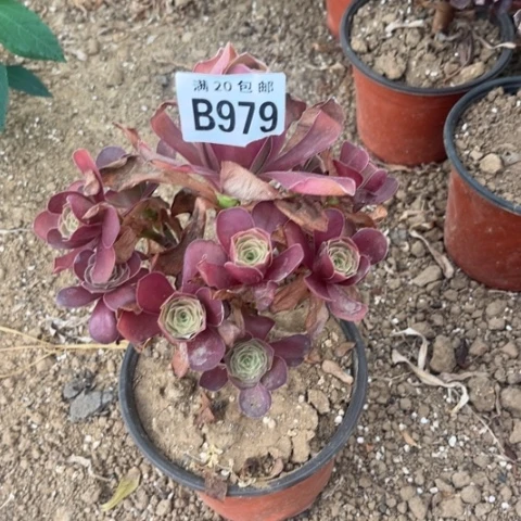 979枚金玫瑰不包断枝