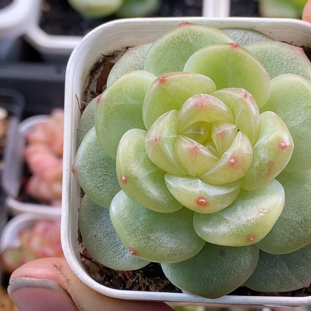 天官赐福百无禁忌