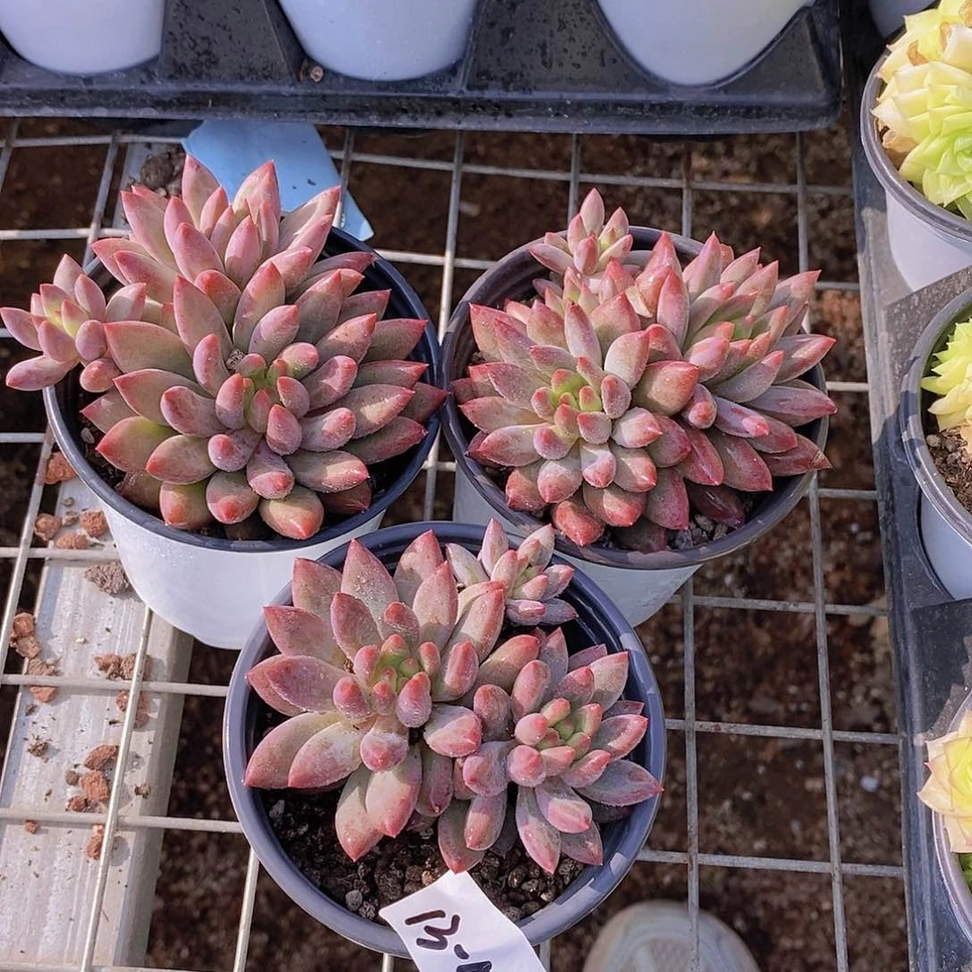 13-57-福利虞美人一颗量拍