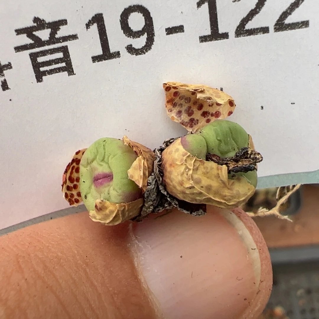 19-122肉锥多肉植物