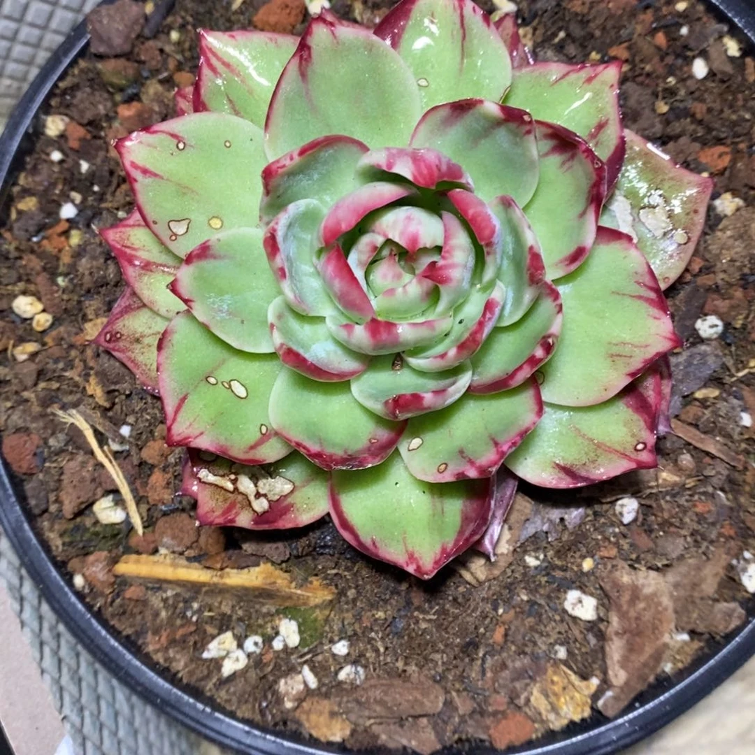 曾***节        45。