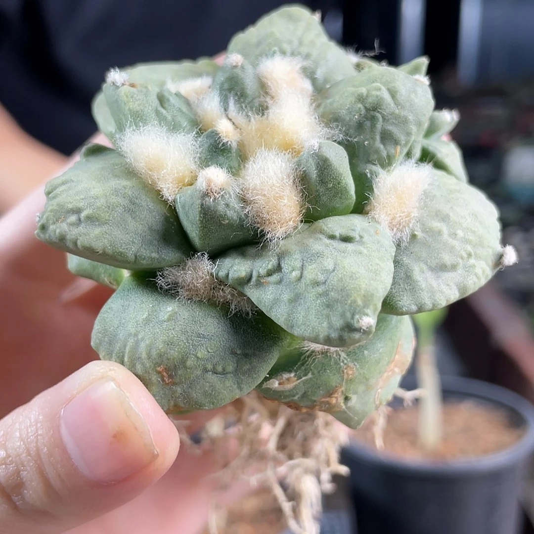 1号自根福利练手牡丹萝卜根