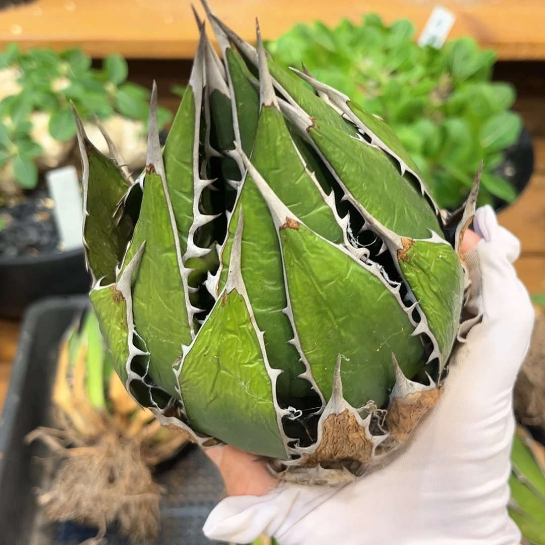 潮流植物强刺霍利达，福利漏
