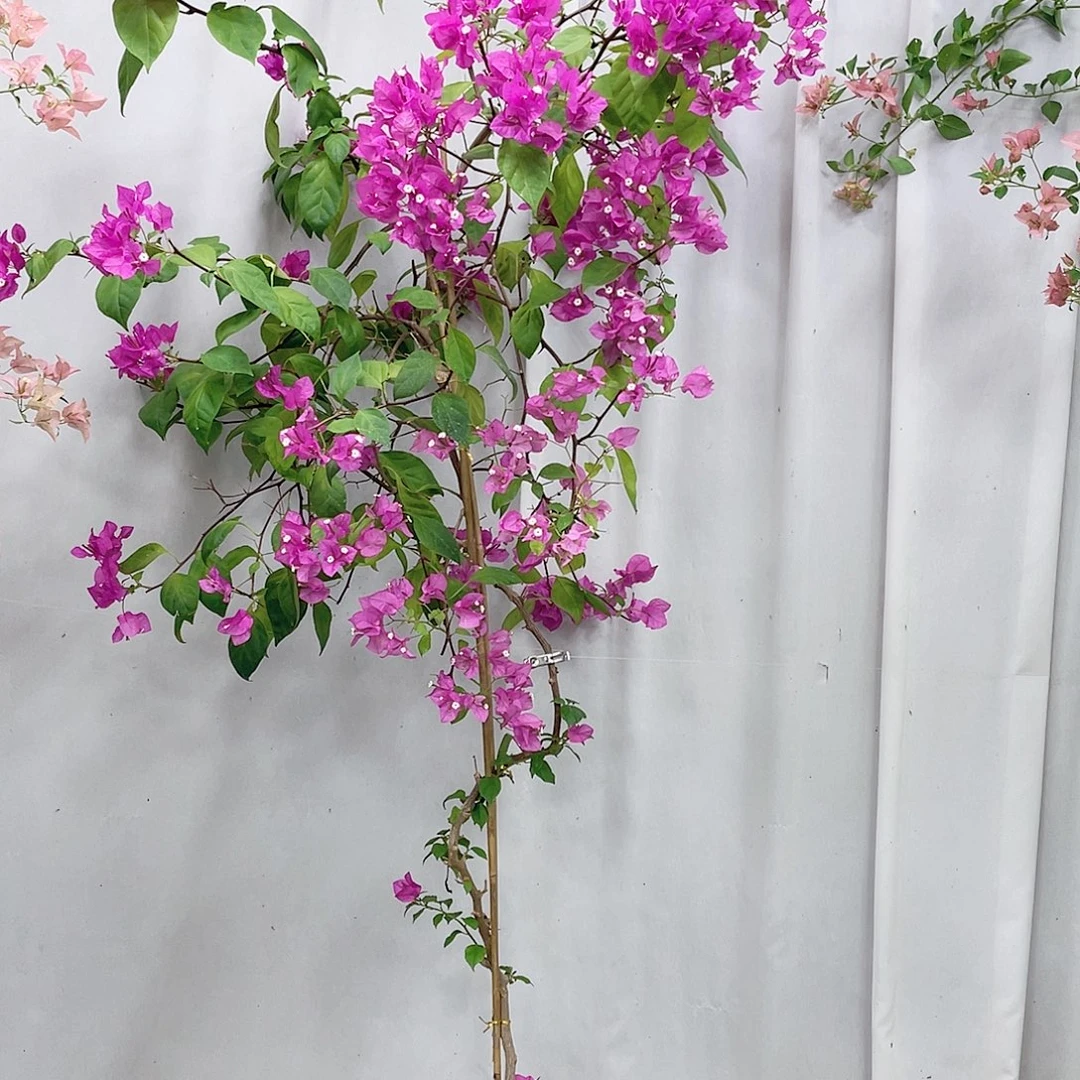 完全开放我是一只小小鸟