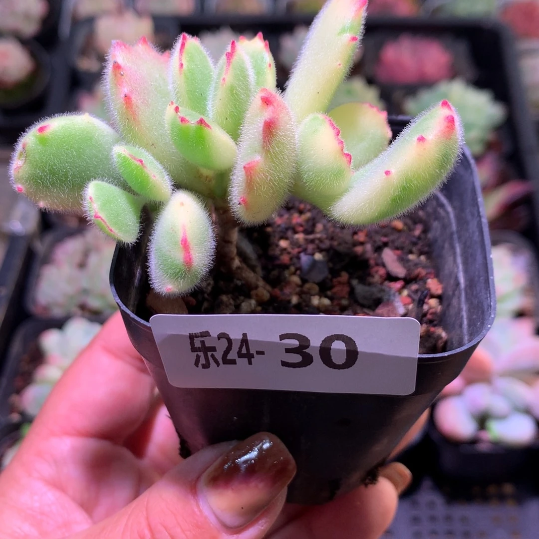 乐然24-30 彩熊 不售后介意慎拍