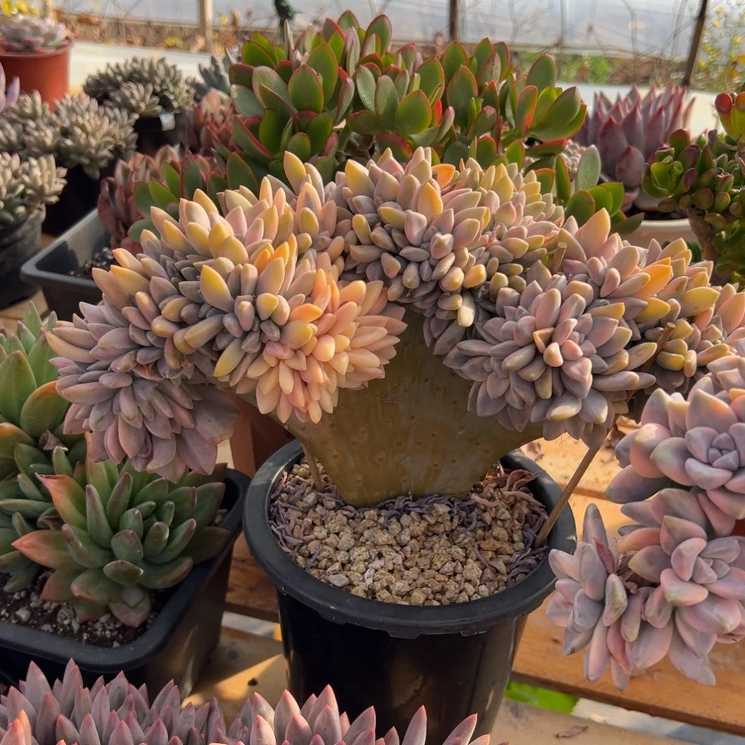 多肉淡雪锦缀【非偏远地区满18包邮】