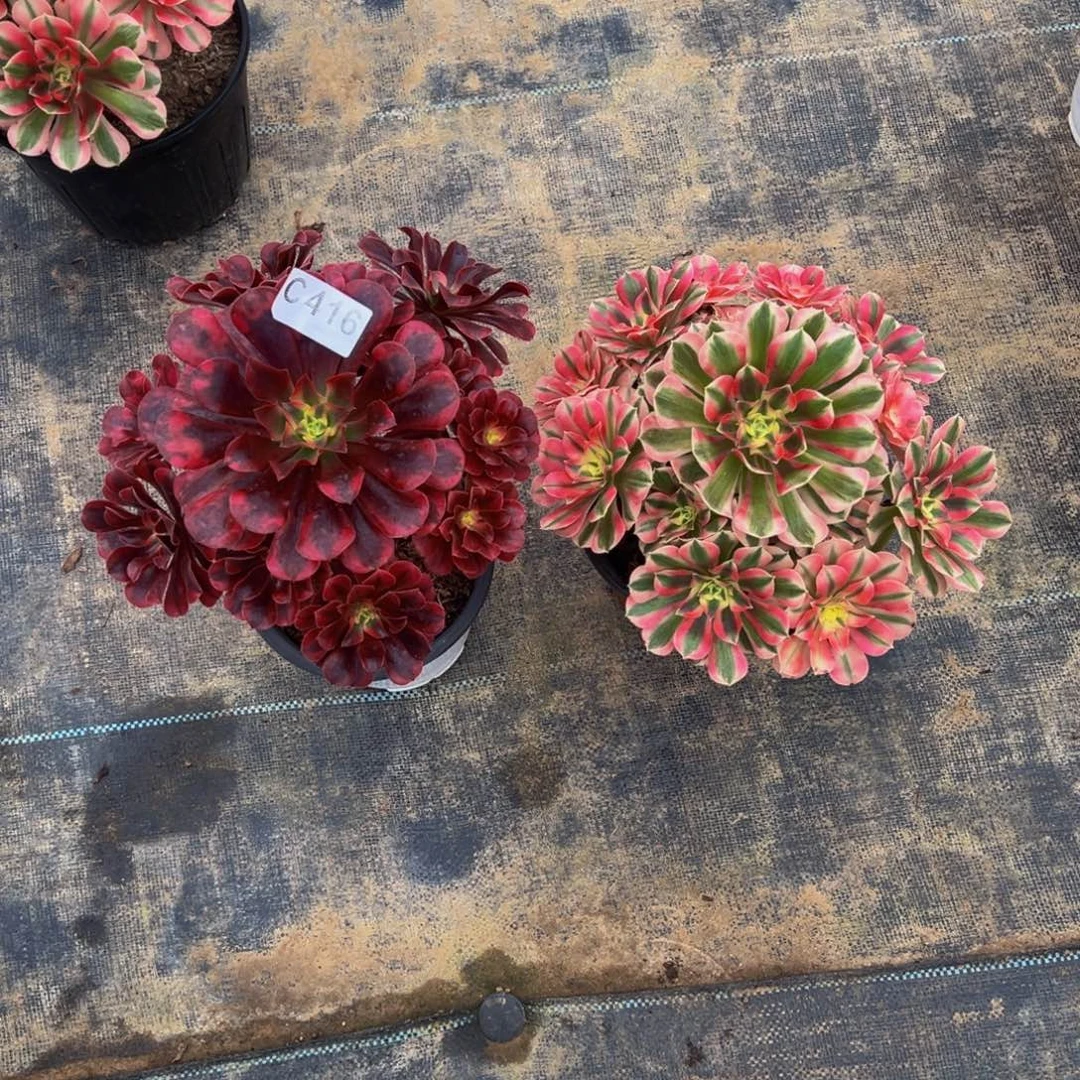 用***5无花朵粉女巫美杜莎416