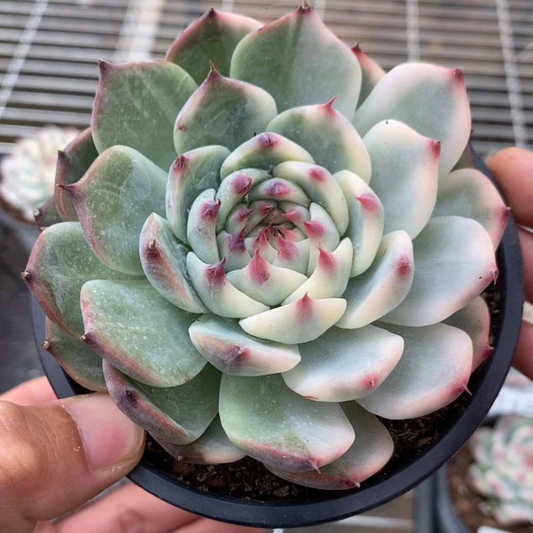 吉娃娃锦多肉植物7163