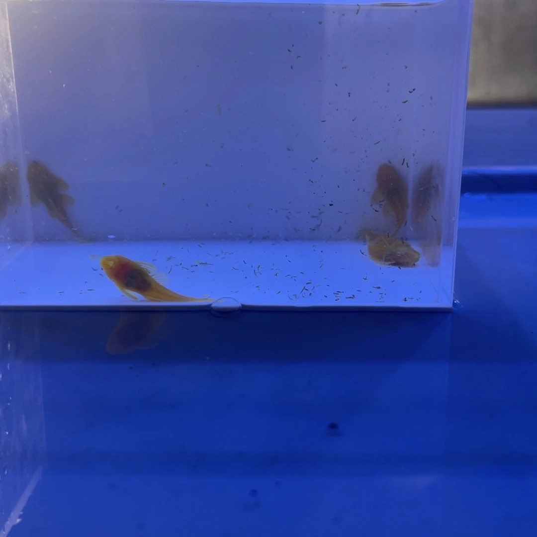 孔雀鱼胡子5条开箱视频报损