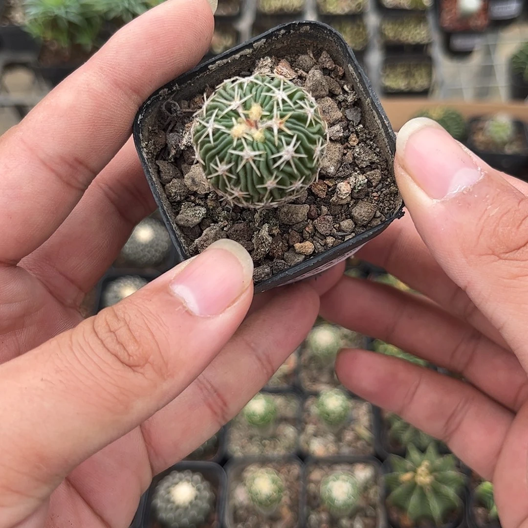 持***喵109411一物一拍单头发货