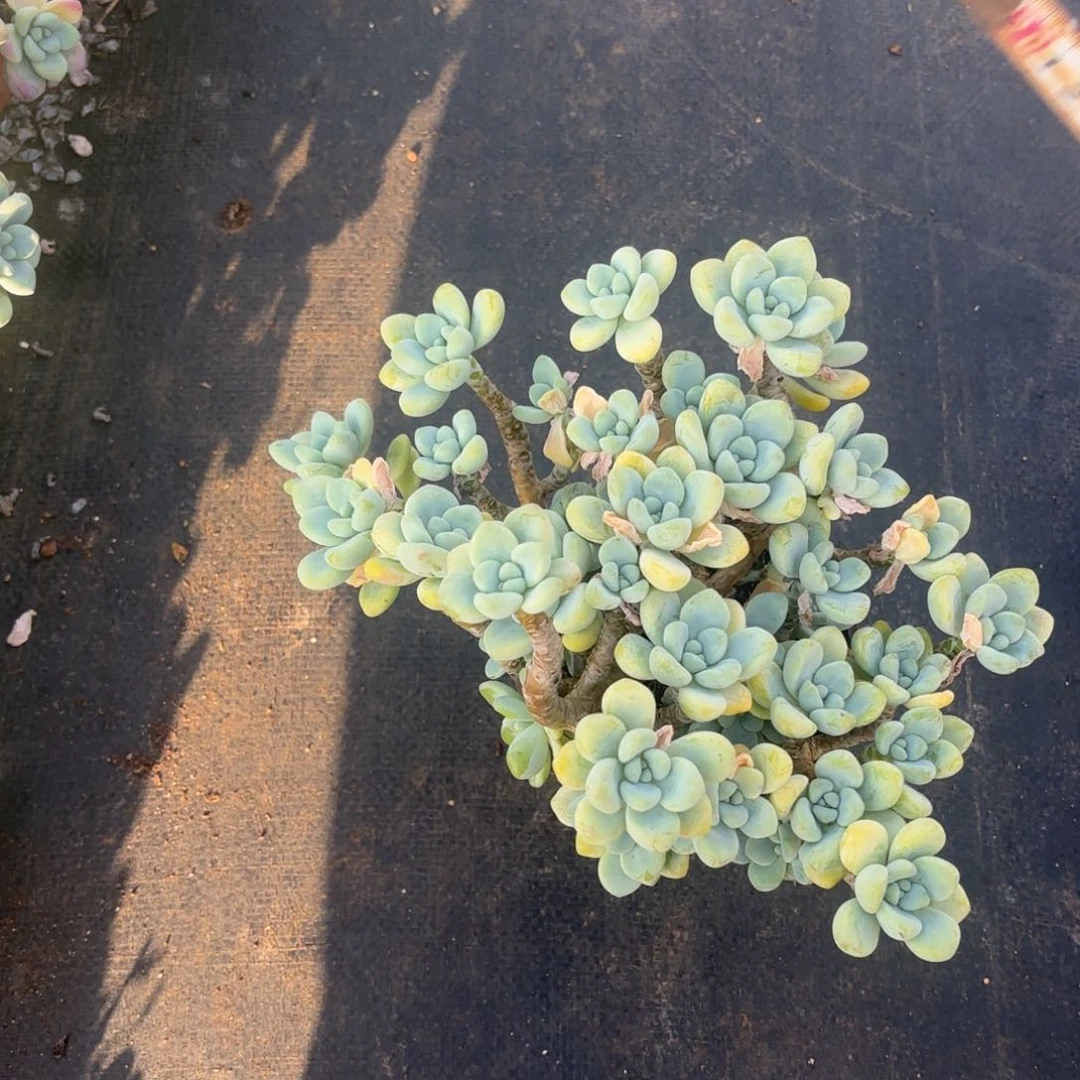 小老庄劳尔多肉植物