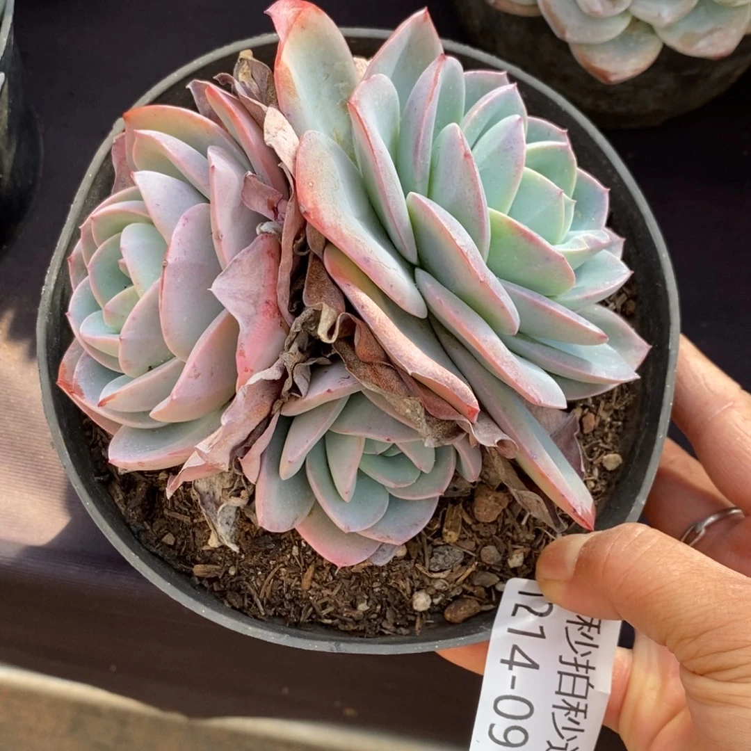 两单包邮1214-91布鲁蓝