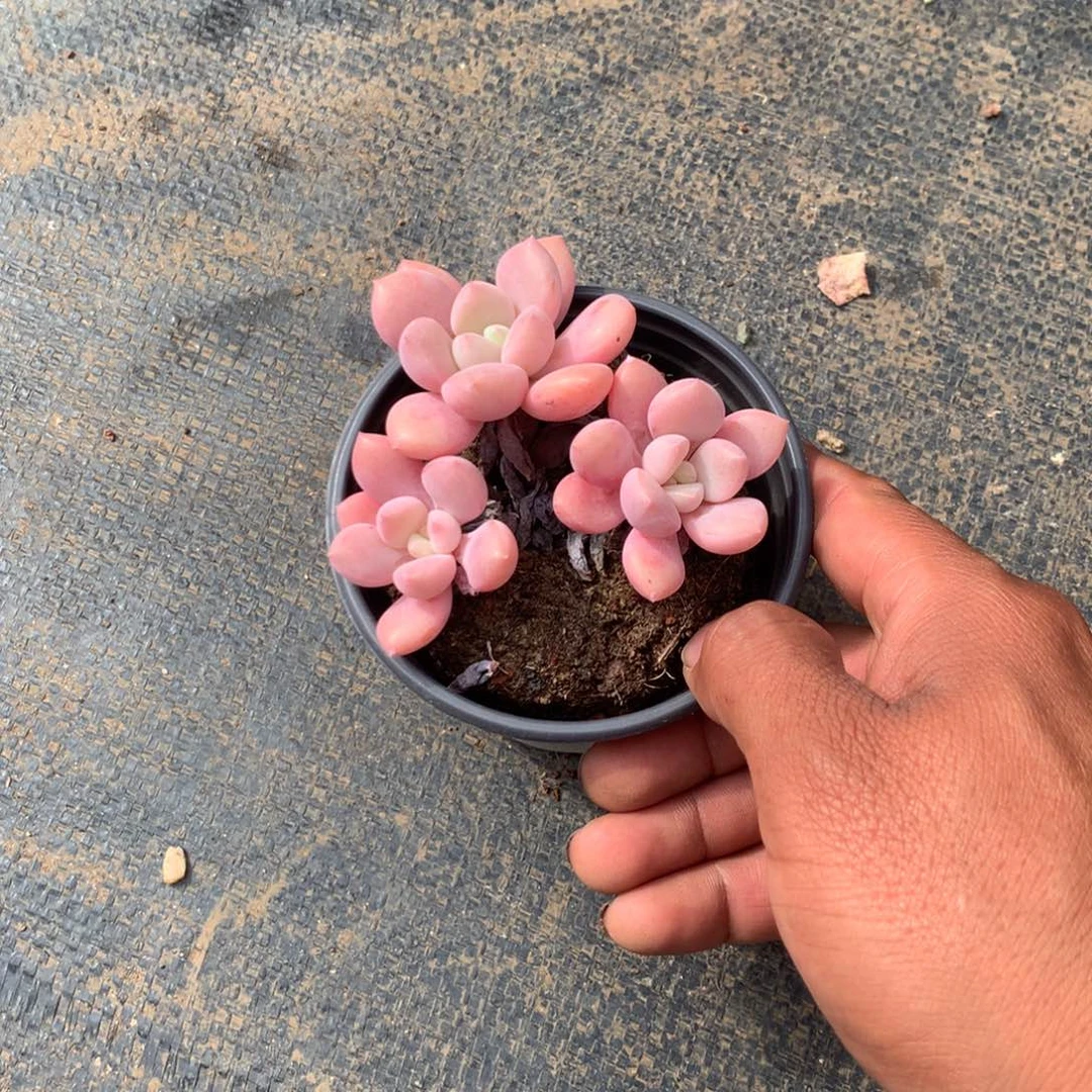那时候是在家里做手工制作呢我