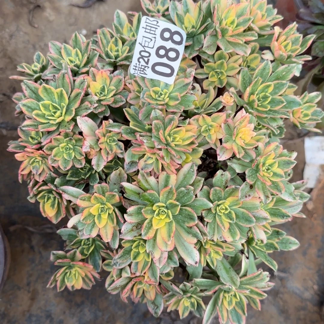 甜茶088满20包邮断枝不包