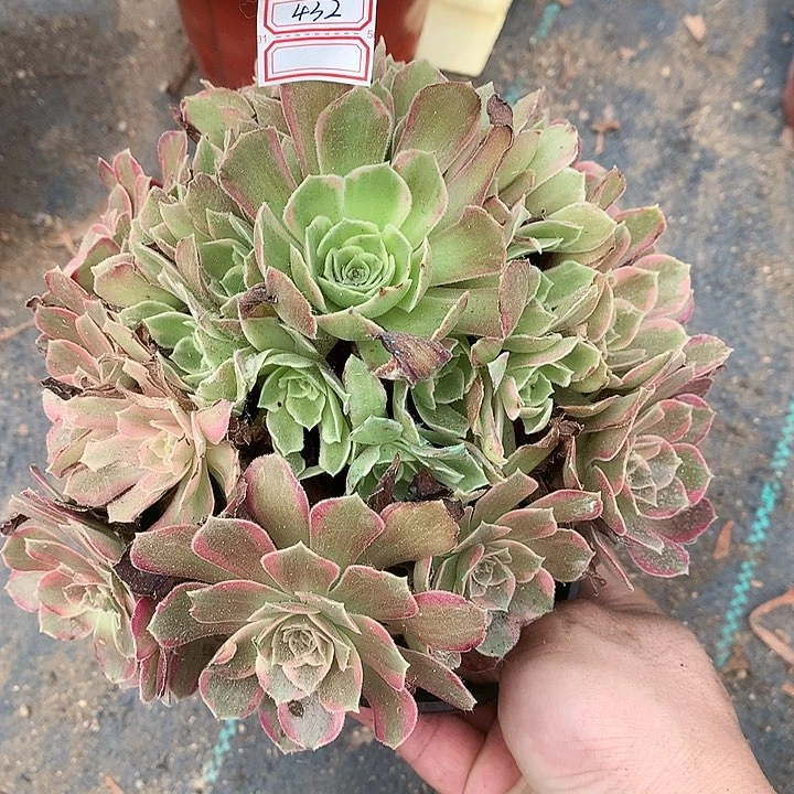 432安娜多肉植物