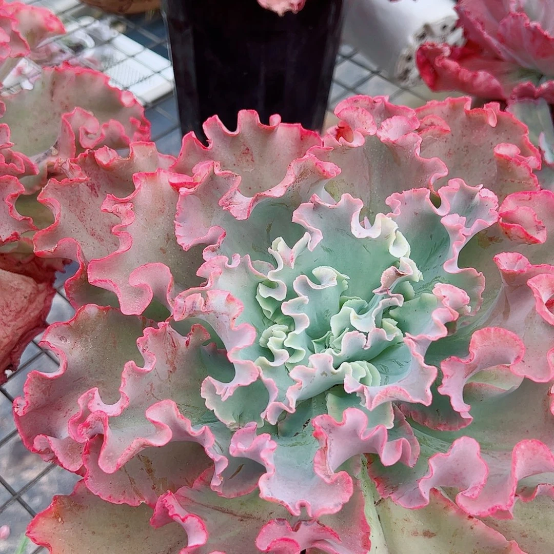 高沙之翁特大大单头精品贵货