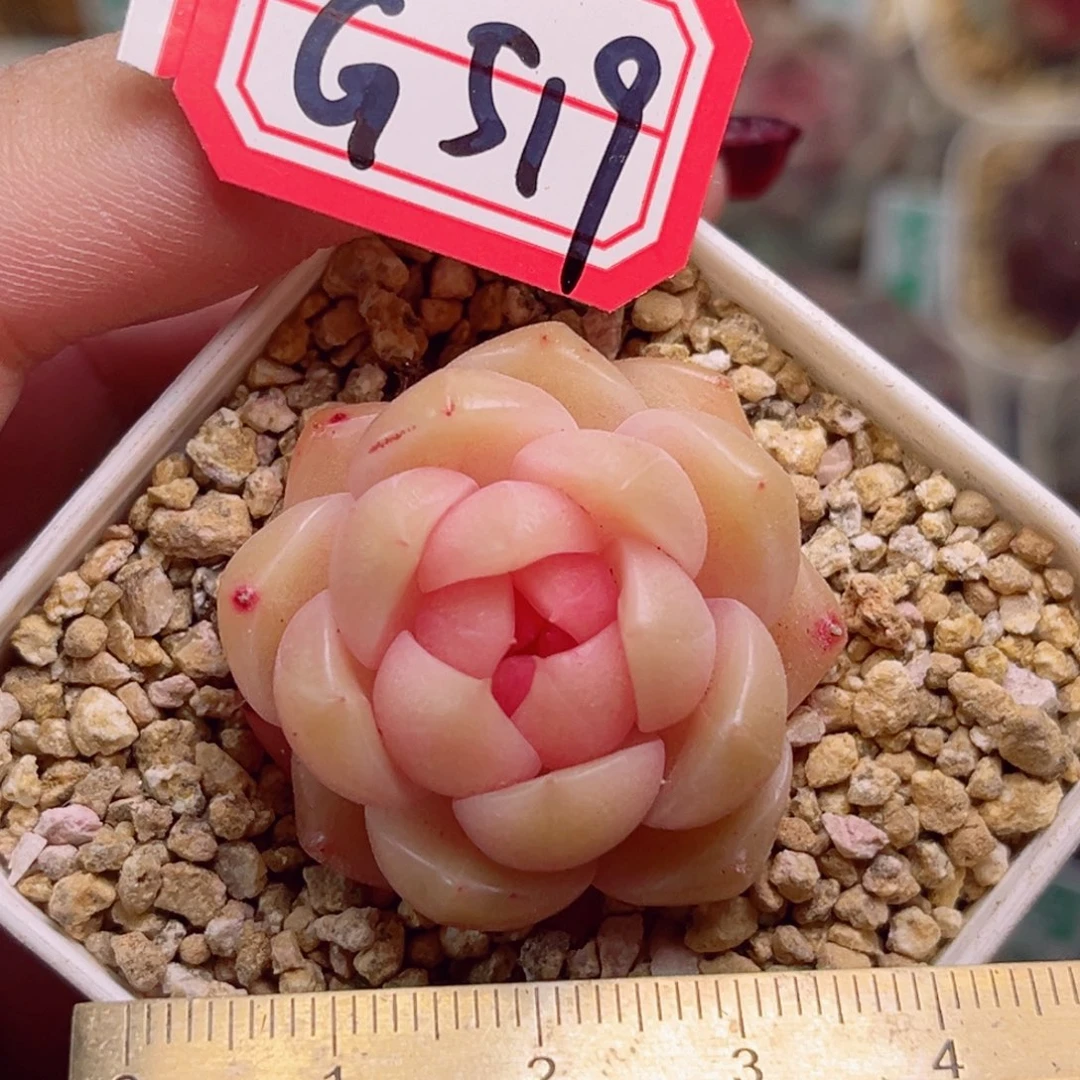 G519一物一拍 玉美人