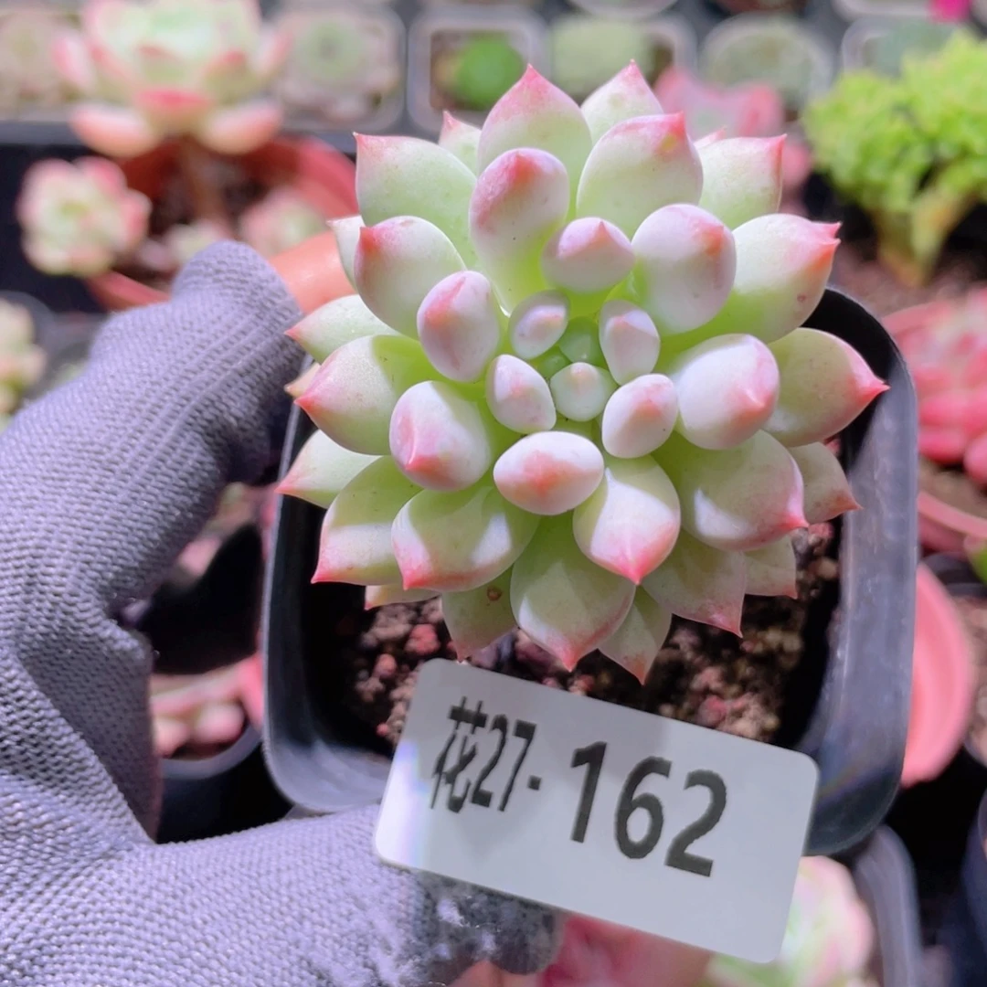 花利美27-162明珠